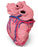 Nasco Life/Form Human Heart Model - LF00964M