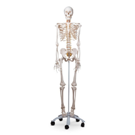Nasco American 3B Scientific Skeleton Model Plastic - SB27618M