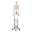 Nasco American 3B Scientific Skeleton Model Plastic - SB27618M