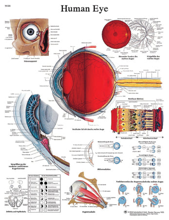 Fabrication Enterprises Anatomical Chart Human Eye 20 X 26 Inch Laminated - 12-4607L