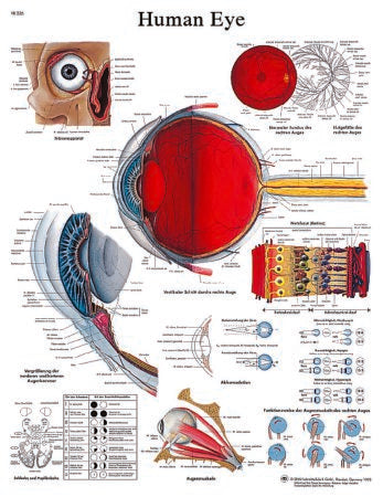 Fabrication Enterprises - Anatomical Chart Human Eye 20 X 26 Inch Laminated - 12-4607L