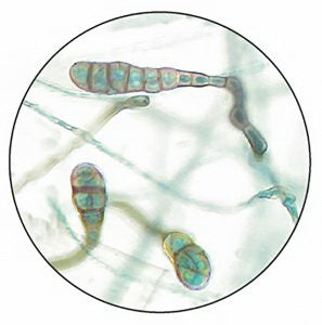 Scientific Device Lab - Mycology Teaching Slide 1 X 3 Inch Plain - 673-04