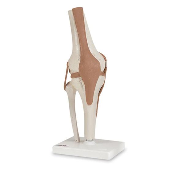 Nasco Company Functional Knee Joint Model Anatomical Each - SB41404
