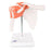 Nasco Company Functional Shoulder Joint Model Anatomical Each - SB41402