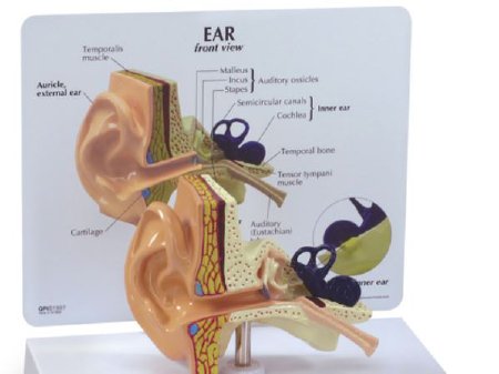 Nasco - Human Ear Model Male - SB32980