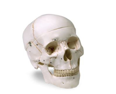 Nasco Human Skull - LA00176
