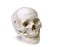 Nasco Human Skull - LA00176