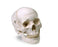 Nasco Healthcare - Human Skull - LA00176