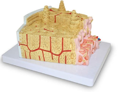 Nasco Walter Products Bone Structure Model - SB50600M