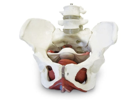Nasco Walter Products Female Pelvic Skeleton with Organs - SB50955