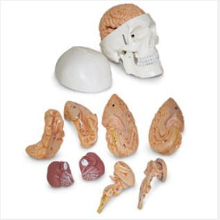 Nasco Human Skull w/ Brain Model - SB51054