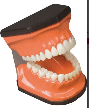 Anatomical Chart Company - Teeth Model - W5314