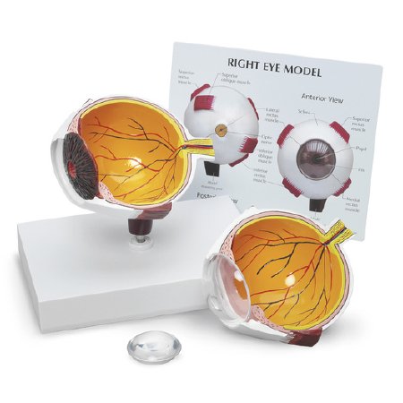 Galloway Plastics - Eye Model 1.5 lbs. - SB48129
