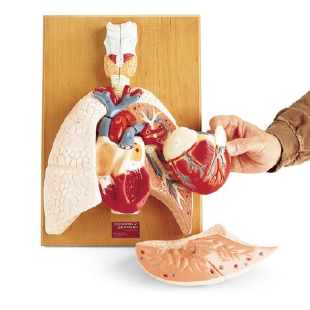 Nasco Denoyer Geppert Cardiopulmonary System Model Life-Size 8 lbs. Plastic - SB17752