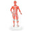 Nasco American 3B Scientific Muscular Figure Model 6-1/2 lbs. - SB27605