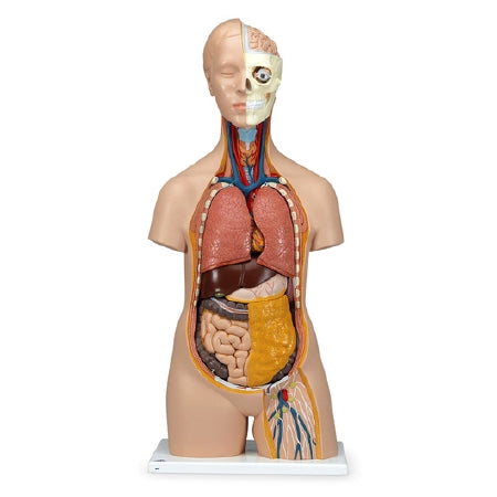 Nasco American 3B Scientific Human Torso 30 lbs. Plastic - SB27615M