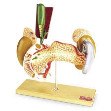 Nasco Denoyer Geppert Internal Organs 5 lbs. - SB32639