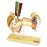 Denoyer Geppert - Internal Organs 5 lbs. - SB32639