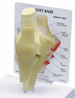 Galloway Plastics - Basic Knee Model Full-Size 2 lbs. - SB35430
