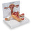 Galloway Plastics - Uterus Model Full-Size 2 lbs. - SB35435