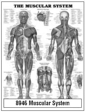 Anatomical Chart Company - Anatomical Chart Muscular System 20 X 26 Inch Wall Mount Laminated - 9781587790355