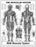 Anatomical Chart Company - Anatomical Chart Muscular System 20 X 26 Inch Wall Mount Laminated - 9781587790355