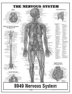 Anatomical Chart Company Anatomical Chart Nervous System 20 X 26 Inch Wall Mount Laminated - 9781587790447