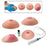 Life/Form - Breast Self-Examination Model Set Life/form Female Adult - LF00864