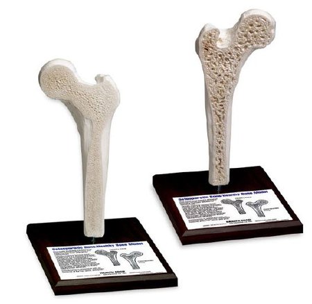 Health Edco - Bone Model 2-1/2 lbs. - SB36932