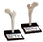 Health Edco - Bone Model 2-1/2 lbs. - SB36932