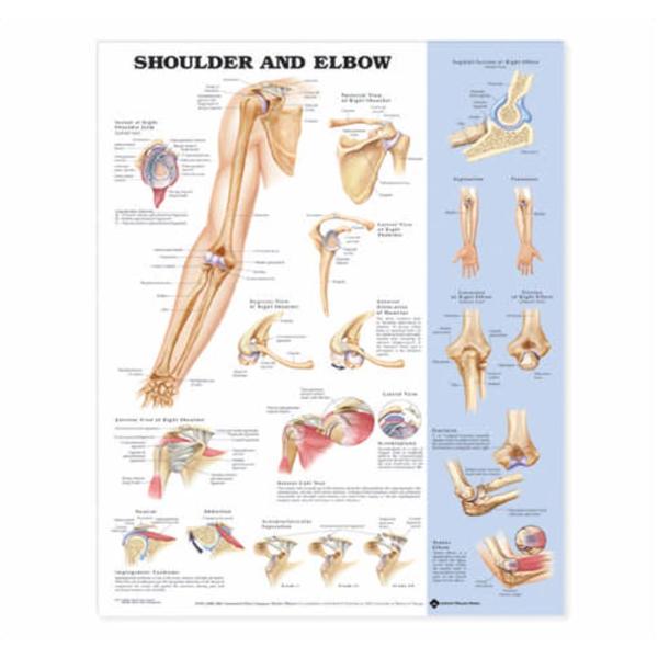 Wolters Kluwer Health Inc Chart Anatomical Shoulder And Elbow 20X26" Ea - 9781587797552