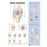 Wolters Kluwer Health Inc Chart Anatomical Knee Injuries 20X26" Ea - 9781587797576