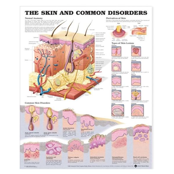 Wolters Kluwer Health Inc Chart Anatomical/Wall 20X26" Paper Ea - 9781587796128