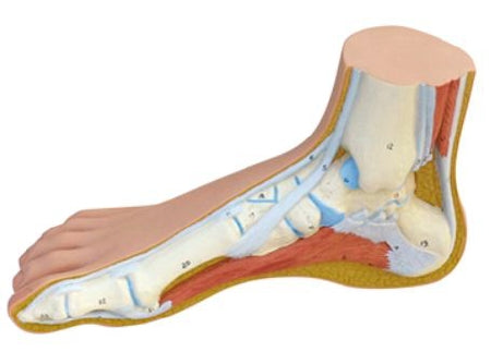 Fabrication Enterprises 3B Anatomical Model Normal Foot 2 lbs. - 1060270