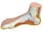 Fabrication Enterprises 3B Anatomical Model Normal Foot 2 lbs. - 1060270