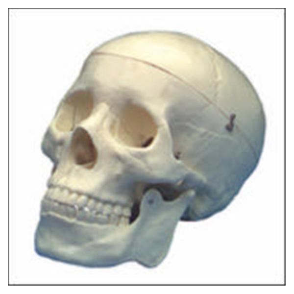 Wolters Kluwer Health Inc Numbered Human Skull Model Anatomical Somso Modelle Ea - QS7/1