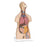 Nasco Company Model Anatomical Classic 3B Scientific Unisex Adult Each - SB41420U