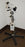 Wallach Zoomstar - Refurbished Colposcope 3.75X7.5X 15X - DM906057T