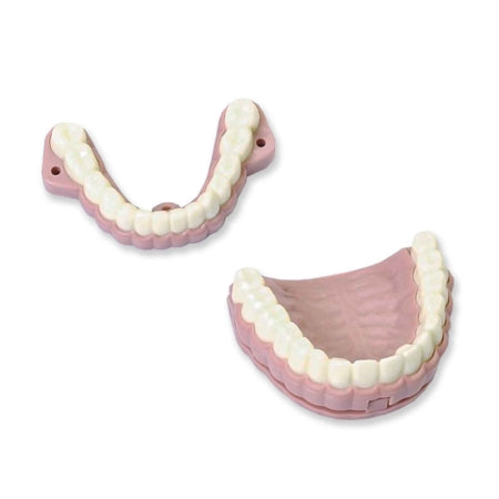 Laerdal Medical - Model Teeth with Audio - 252010