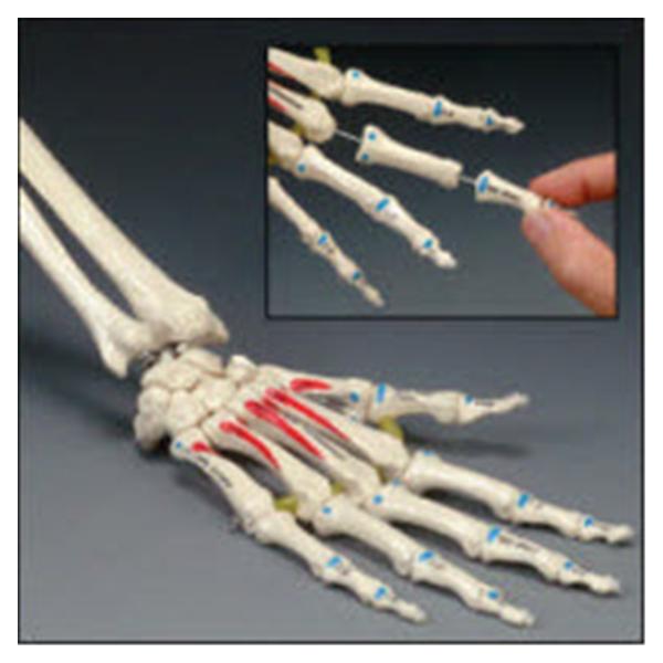 Osta International Painted Hand Model Anatomical Right Adult Ea - OS32P