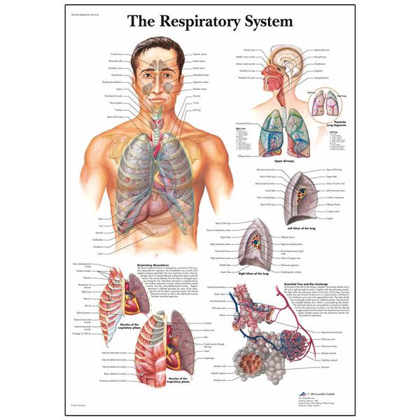 American 3B Chart Anatomical Cholesterol 20X26" Each - SB41463U