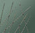 Bard Blasucci Urethral Catheter Blassucci Spiral Tip Woven Nylon / Dacron 4 Fr. 70 cm - 37504