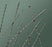 Bard Braasch Bulb Urethral Catheter Cone Tip Woven Nylon / Dacron 10 Fr. 70 cm - 38010
