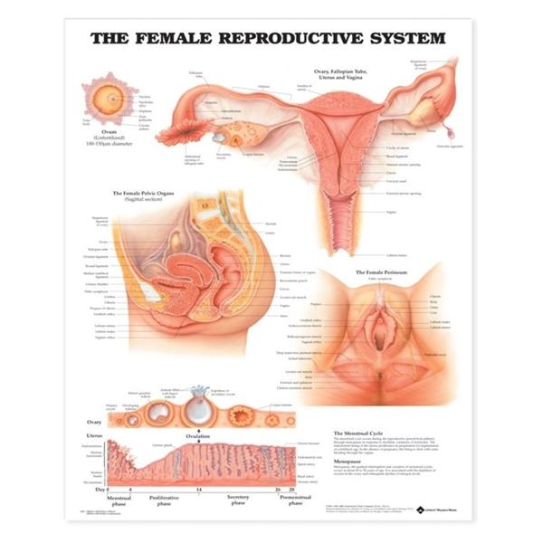 Wolters Kluwer Health Inc Chart Anatomical Female Reproductive 20X26" Ea - 9781587790218