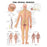 Wolters Kluwer Health Inc Chart Anatomical The Spinal Nerves 20X26" Ea - 9781587792069