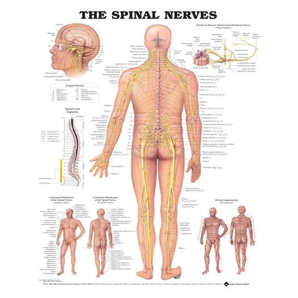 Wolters Kluwer Health Inc Chart Anatomical The Spinal Nerves 20X26" Ea - 9781587792069