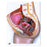 Wolters Kluwer Health Inc Pelvis Section Model Anatomical Female Ea - H10