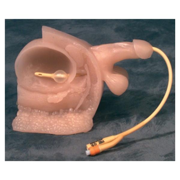 Wolters Kluwer Health Inc Model Catheterization Male Adult Ea - A26104