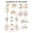 Wolters Kluwer Health Inc Chart Anatomical Ligaments Of The Joints 20X26" Ea - 9781587794667
