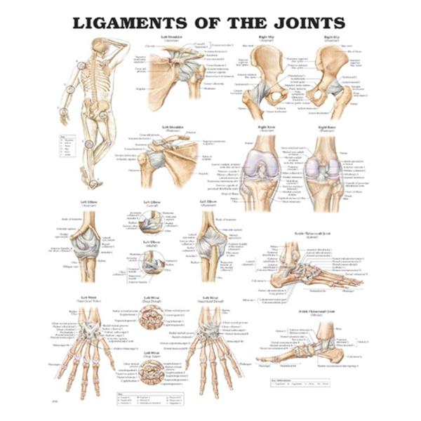 Wolters Kluwer Health Inc Chart Anatomical Ligaments Of The Joints 20X26" Ea - 9781587794667